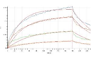 Loaded Human IL-3RA-Fc on Protein A Biosensor, can bind Human IL-3 with an affinity constant of 3.