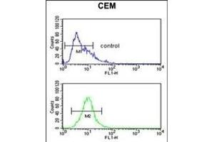 FUT1 Antibody (Center) (ABIN390492 and ABIN2840851) flow cytometric analysis of CEM cells (bottom histogram) compared to a negative control cell (top histogram).