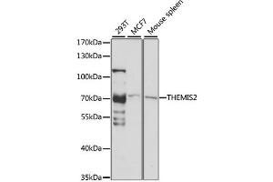 Western blot analysis of extracts of various cell lines, using THEMIS2 antibody. (C1orf38 anticorps)