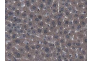 DAB staining on IHC-P; Samples: Mouse Liver Tissue