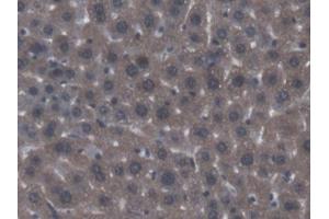 DAB staining on IHC-P; Samples: Mouse Liver Tissue (ACP6 anticorps  (AA 1-418))