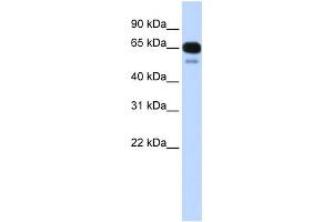 WB Suggested Anti-SLC22A8 Antibody Titration:  0.