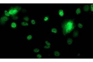 Immunofluorescence (IF) image for anti-Tumor Protein P53 (TP53) antibody (ABIN1499969) (p53 anticorps)
