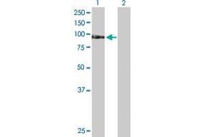 Western Blot analysis of TAF1C expression in transfected 293T cell line by TAF1C MaxPab polyclonal antibody. (TAF1C anticorps  (AA 1-775))
