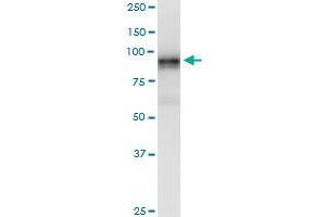 LRRC8A monoclonal antibody (M04), clone 8H9.