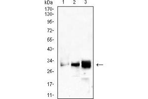 Western blot analysis using CD99 mouse mAb against THP-1 (1), U937 (2), and MOLT4 (3) cell lysate. (CD99 anticorps  (AA 1-185))