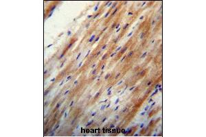 OO Antibody (N-term) 13324a immunohistochemistry analysis in formalin fixed and paraffin embedded human heart tissue followed by peroxidase conjugation of the secondary antibody and DAB staining. (APOO anticorps  (N-Term))
