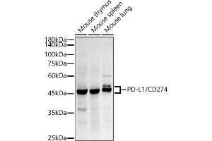 Western blot analysis of extracts of various cell lines, using PD-L1/CD274 antibody (ABIN7266178) at 1:500 dilution. (PD-L1 anticorps)