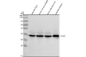 Western blot analysis of PSMD7 using anti-PSMD7 antibody (AZQ7ZYX7).