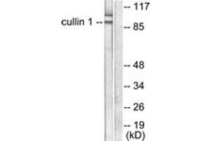 Western blot analysis of extracts from HeLa cells, using Cullin 1 Antibody. (Cullin 1 anticorps  (AA 727-776))