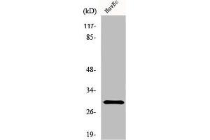 Western Blot analysis of HuvEc cells using HoxB5 Polyclonal Antibody (HOXB5 anticorps  (Internal Region))