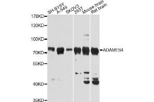 Western blot analysis of extracts of various cell lines, using ADAMTS4 Antibody. (ADAMTS4 anticorps  (AA 52-315))