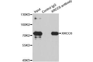 Immunoprecipitation analysis of 100ug extracts of SW480 cells using 3ug XRCC6 antibody. (XRCC6 anticorps)