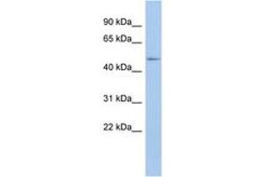 Image no. 1 for anti-DEAD (Asp-Glu-Ala-Asp) Box Polypeptide 39B (DDX39B) (N-Term) antibody (ABIN6742673) (DDX39B anticorps  (N-Term))