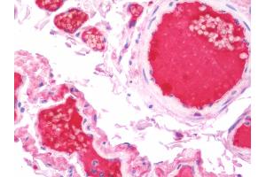 Anti-KNG1 / Kininogen / Bradykinin antibody IHC staining of human small intestine.