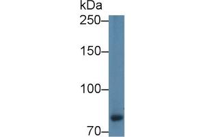 Detection of CAPN9 in Human HCT116 cell lysate using Polyclonal Antibody to Calpain 9 (CAPN9) (Calpain 9 anticorps  (AA 42-340))