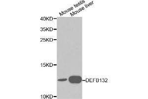 Western blot analysis of extracts of various cell lines, using DEFB132 antibody. (DEFB132 anticorps)