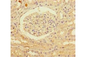 Immunohistochemistry of paraffin-embedded human kidney tissue using ABIN7162688 at dilution of 1:100
