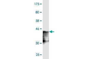 Western Blot detection against Immunogen (36.