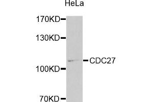 Western blot analysis of extracts of HeLa cells, using CDC27 antibody (ABIN1871678) at 1:1000 dilution. (CDC27 anticorps)