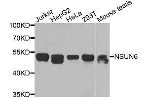Western blot analysis of extracts of various cell lines, using NSUN6 antibody (ABIN5974338) at 1/1000 dilution. (NSUN6 anticorps)