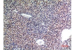 Immunohistochemistry (IHC) analysis of paraffin-embedded Mouse Liver, antibody was diluted at 1:100. (LAMP2 anticorps)