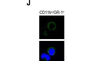 SDCSC exosomes are transported to bone marrows and increase neutrophil population in bone marrow.