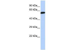 DLD antibody used at 1 ug/ml to detect target protein. (DLD anticorps  (Middle Region))