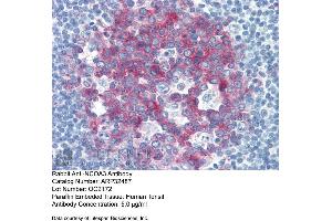 Immunohistochemistry with Human Tonsil lysate tissue at an antibody concentration of 5. (NCOA3 anticorps  (Middle Region))