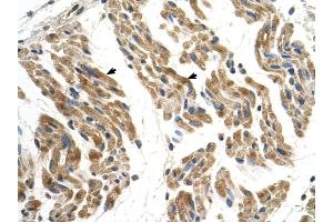 SLC35F2 antibody was used for immunohistochemistry at a concentration of 4-8 ug/ml to stain Skeletal muscle cells (arrows) in Human Muscle. (SLC35F2 anticorps  (N-Term))