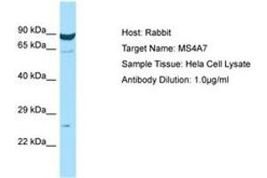 Image no. 1 for anti-Membrane-Spanning 4-Domains, Subfamily A, Member 7 (MS4A7) (AA 98-147) antibody (ABIN6750013) (MS4A7 anticorps  (AA 98-147))
