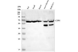 Western blot analysis of CD80 using anti-CD80 antibody (ABIN5692796).