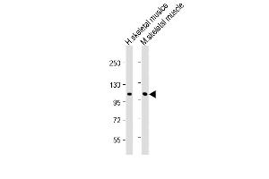CLCN1 antibody  (AA 32-66)
