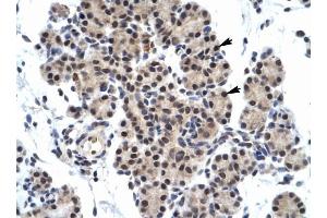 ZNF318 antibody was used for immunohistochemistry at a concentration of 4-8 ug/ml to stain Epithelial cells of pancreatic acinus (arrows) in Human Pancreas. (ZNF318 anticorps  (N-Term))