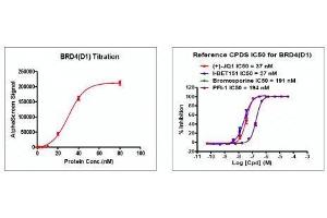 Recombinant BRD4 (44-168) activity using AlphaScreen. (BRD4 Protein (AA 44-168) (His tag,DYKDDDDK Tag))