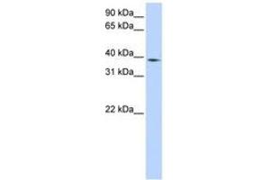 Image no. 1 for anti-Neutrophil Cytosolic Factor 4, 40kDa (NCF4) (AA 216-265) antibody (ABIN6740947)