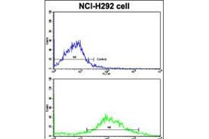 Flow cytometric analysis of NCI-H292 cells using CYP20A1 Antibody (bottom histogram) compared to a negative control cell (top histogram). (CYP20A1 anticorps  (C-Term))