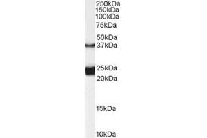 ABIN190891 (0. (Galanin Receptor 1 anticorps  (Internal Region))