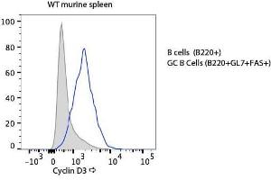 Flow Cytometry of Rabbit anti-Cyclin D3 antibody.
