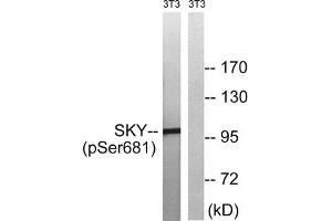 Western blot analysis of extracts from 3T3 cells treated with EGF using MER/SKY (Phospho-Tyr749/681) Antibody. (MerTK/Tyro3 anticorps  (pTyr681, pTyr749))