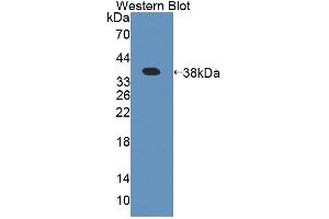 Figure. (Amyloid beta Precursor Protein Binding Protein 1 (AA 229-534) anticorps)