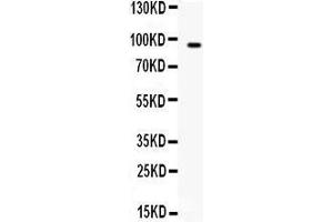 Western blot analysis of BCAR3 expression in HEPG2 whole cell lysates (lane 1).