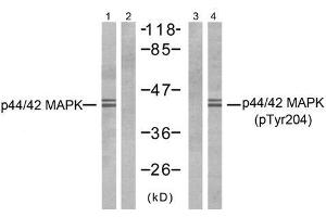 Western blot analysis of extracts from NIH-3T3 cells, using p44/42 MAP Kinase (Ab-204) antibody (E021238, Line 1 and 2) and p44/42 MAP Kinase (phospho- Tyr204) antibody (E011246, Line 3 and 4). (ERK1/2 anticorps  (pTyr204))
