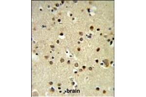 CBX1 Antibody (C-term) (ABIN652861 and ABIN2842560) IHC analysis in formalin fixed and paraffin embedded brain tissue followed by peroxidase conjugation of the secondary antibody and DAB staining. (CBX1 anticorps  (C-Term))