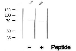 Western blot analysis of extracts of cos cells, using Phospho-MeCP2(Ser80) Antibody.