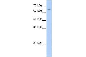 WB Suggested Anti-NR2C1 Antibody Titration:  0.