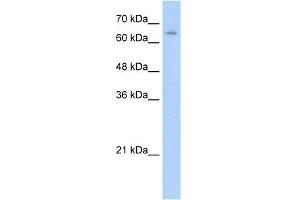 WB Suggested Anti-NR2C1 Antibody Titration:  0. (NR2C1 anticorps  (C-Term))