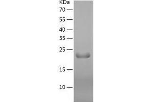 Western Blotting (WB) image for RAB, Member RAS Oncogene Family-Like 5 (RABL5) (AA 1-185) protein (His-IF2DI Tag) (ABIN7124732)