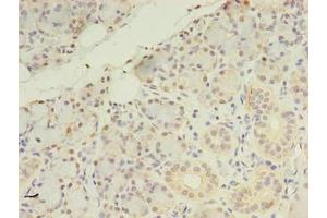 Immunohistochemistry of paraffin-embedded human pancreatic tissue using ABIN7164578 at dilution of 1:100