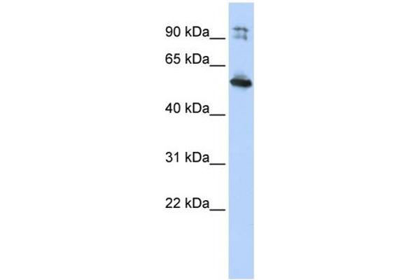 LRRC50 antibody  (N-Term)
